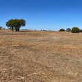 Why Stump Removal Is Crucial For Effective Land Clearing In Greater Austin