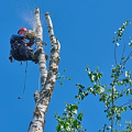 How Can Tree Removal Services Enhance Property Value During Land Clearing Projects In Portland