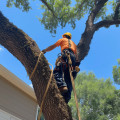 Apopka Land Clearing: Why Professional Tree Removal Is Essential For Safety And Efficiency