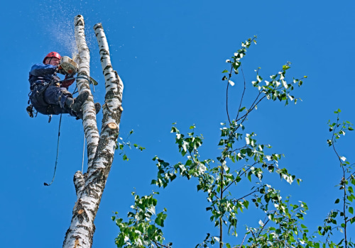 How Can Tree Removal Services Enhance Property Value During Land Clearing Projects In Portland