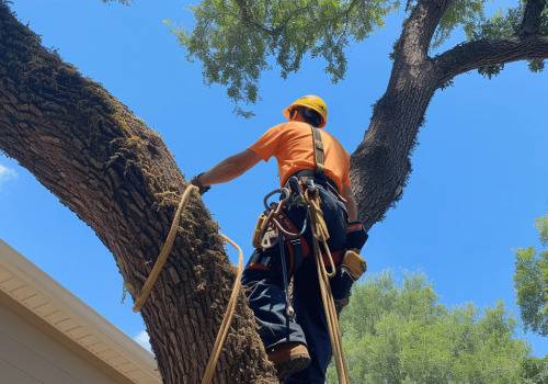 Apopka Land Clearing: Why Professional Tree Removal Is Essential For Safety And Efficiency